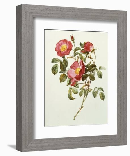 Rosa Gallica Pumila, from Les Roses, 1817-24-Pierre-Joseph Redouté-Framed Giclee Print