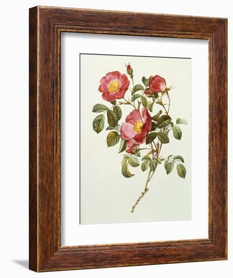 Rosa Gallica Pumila, from Les Roses, 1817-24-Pierre-Joseph Redouté-Framed Giclee Print