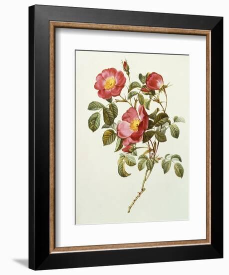 Rosa Gallica Pumila, from Les Roses, 1817-24-Pierre-Joseph Redouté-Framed Giclee Print