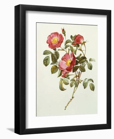 Rosa Gallica Pumila, from Les Roses, 1817-24-Pierre-Joseph Redouté-Framed Giclee Print