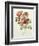 Rosa Gallica Pumila, from Les Roses, 1817-24-Pierre-Joseph Redouté-Framed Giclee Print