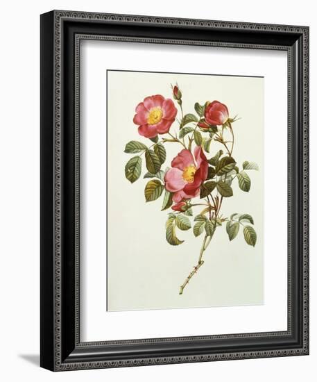 Rosa Gallica Pumila, from Les Roses, 1817-24-Pierre-Joseph Redouté-Framed Giclee Print