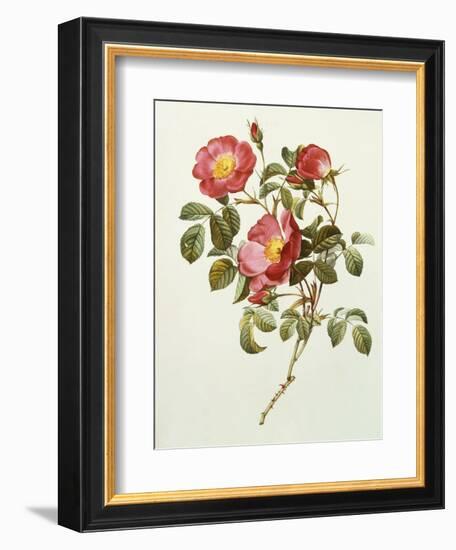 Rosa Gallica Pumila, from Les Roses, 1817-24-Pierre-Joseph Redouté-Framed Giclee Print