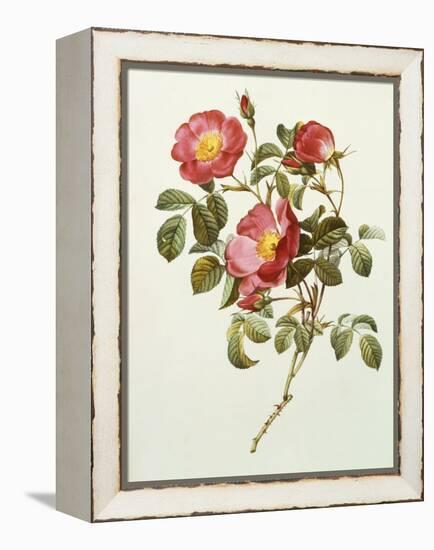 Rosa Gallica Pumila, from Les Roses, 1817-24-Pierre-Joseph Redouté-Framed Premier Image Canvas