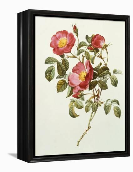 Rosa Gallica Pumila, from Les Roses, 1817-24-Pierre-Joseph Redouté-Framed Premier Image Canvas