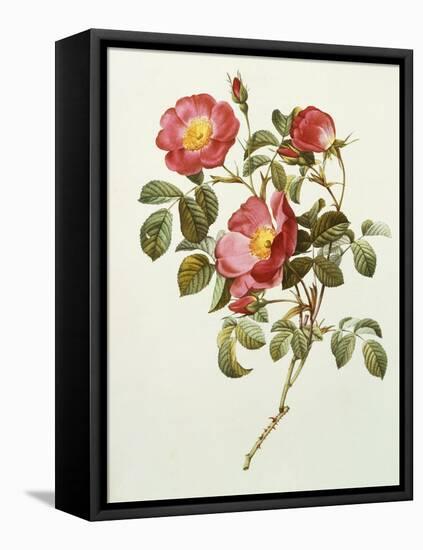 Rosa Gallica Pumila, from Les Roses, 1817-24-Pierre-Joseph Redouté-Framed Premier Image Canvas
