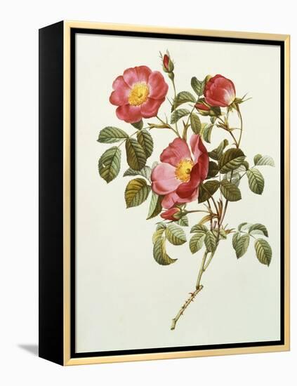 Rosa Gallica Pumila, from Les Roses, 1817-24-Pierre-Joseph Redouté-Framed Premier Image Canvas