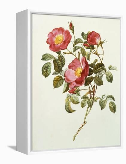 Rosa Gallica Pumila, from Les Roses, 1817-24-Pierre-Joseph Redouté-Framed Premier Image Canvas