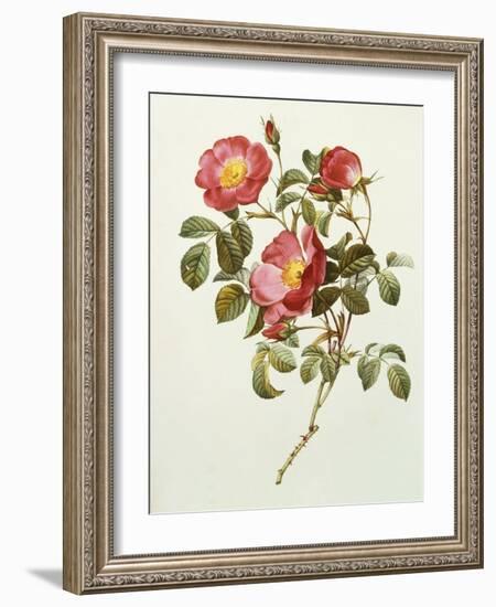 Rosa Gallica Pumila, from Les Roses, 1817-24-Pierre-Joseph Redouté-Framed Giclee Print