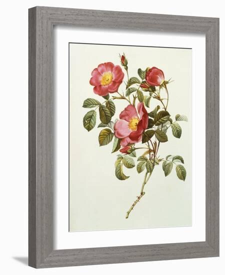 Rosa Gallica Pumila, from Les Roses, 1817-24-Pierre-Joseph Redouté-Framed Giclee Print