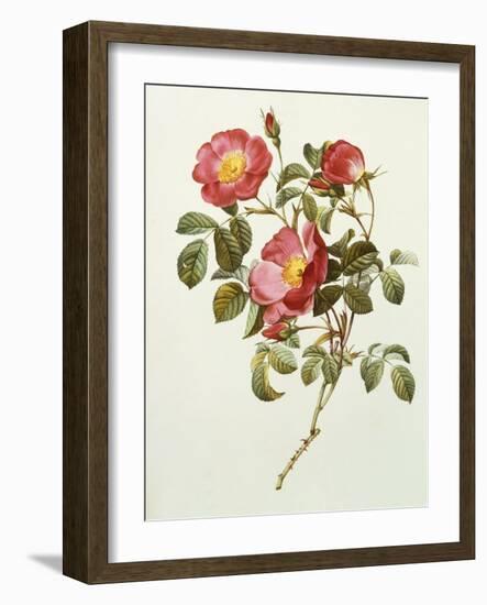 Rosa Gallica Pumila, from Les Roses, 1817-24-Pierre-Joseph Redouté-Framed Giclee Print