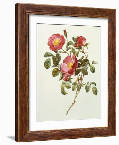 Rosa Gallica Pumila, from Les Roses, 1817-24-Pierre-Joseph Redouté-Framed Giclee Print