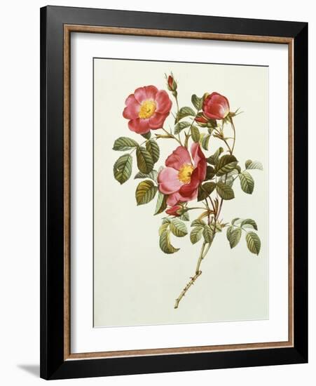 Rosa Gallica Pumila, from Les Roses, 1817-24-Pierre-Joseph Redouté-Framed Giclee Print