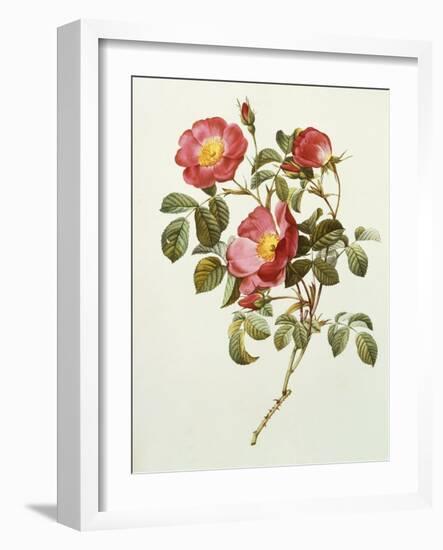 Rosa Gallica Pumila, from Les Roses, 1817-24-Pierre-Joseph Redouté-Framed Giclee Print