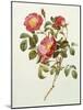 Rosa Gallica Pumila, from Les Roses, 1817-24-Pierre-Joseph Redouté-Mounted Giclee Print