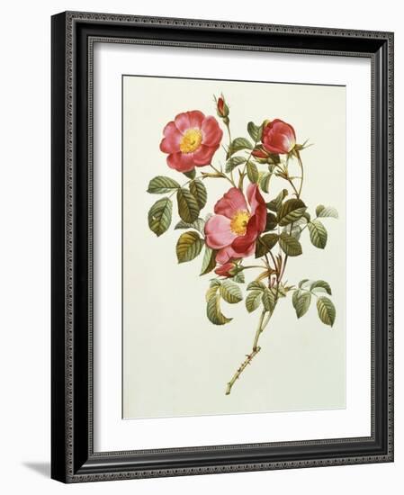 Rosa Gallica Pumila, from Les Roses, 1817-24-Pierre-Joseph Redouté-Framed Giclee Print