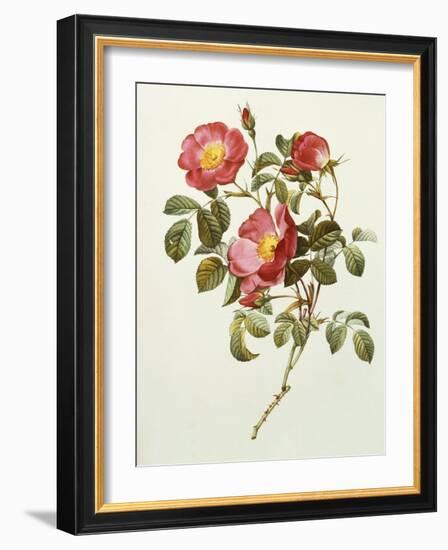 Rosa Gallica Pumila, from Les Roses, 1817-24-Pierre-Joseph Redouté-Framed Giclee Print