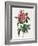 Rosa Gallica Reglais-Pierre-Joseph Redouté-Framed Giclee Print