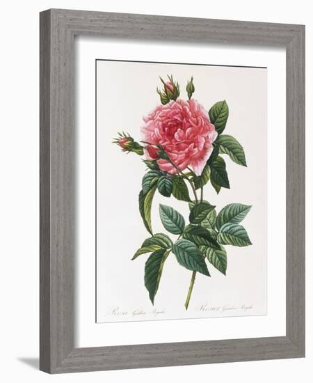 Rosa Gallica Reglais-Pierre-Joseph Redouté-Framed Giclee Print