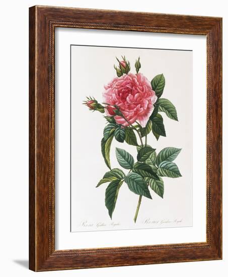 Rosa Gallica Reglais-Pierre-Joseph Redouté-Framed Giclee Print