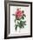 Rosa Gallica Reglais-Pierre-Joseph Redouté-Framed Giclee Print