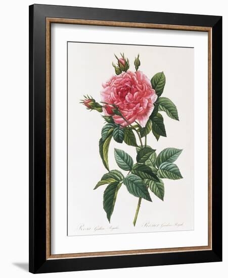 Rosa Gallica Reglais-Pierre-Joseph Redouté-Framed Giclee Print