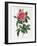 Rosa Gallica Reglais-Pierre-Joseph Redouté-Framed Giclee Print