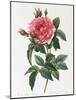 Rosa Gallica Reglais-Pierre-Joseph Redouté-Mounted Giclee Print