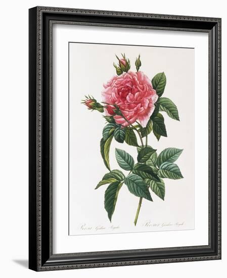 Rosa Gallica Reglais-Pierre-Joseph Redouté-Framed Giclee Print