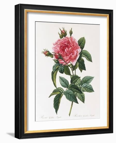 Rosa Gallica Reglais-Pierre-Joseph Redouté-Framed Giclee Print