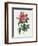 Rosa Gallica Reglais-Pierre-Joseph Redouté-Framed Premium Giclee Print