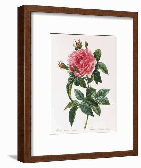 Rosa Gallica Reglais-Pierre-Joseph Redouté-Framed Premium Giclee Print