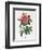 Rosa Gallica Reglais-Pierre-Joseph Redouté-Framed Premium Giclee Print