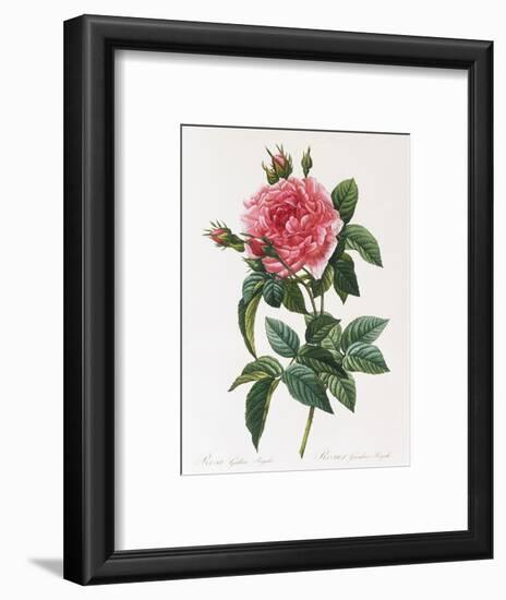 Rosa Gallica Reglais-Pierre-Joseph Redouté-Framed Premium Giclee Print