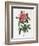 Rosa Gallica Reglais-Pierre-Joseph Redouté-Framed Giclee Print