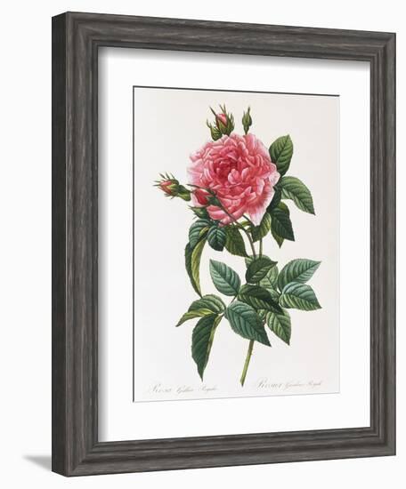 Rosa Gallica Reglais-Pierre-Joseph Redouté-Framed Giclee Print