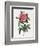 Rosa Gallica Reglais-Pierre-Joseph Redouté-Framed Giclee Print