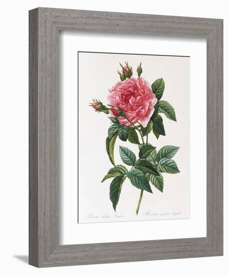 Rosa Gallica Reglais-Pierre-Joseph Redouté-Framed Giclee Print