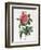 Rosa Gallica Reglais-Pierre-Joseph Redouté-Framed Giclee Print