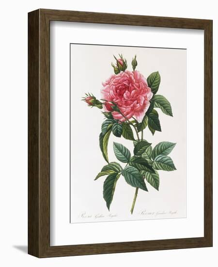 Rosa Gallica Reglais-Pierre-Joseph Redouté-Framed Giclee Print