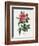 Rosa Gallica Reglais-Pierre-Joseph Redouté-Framed Giclee Print