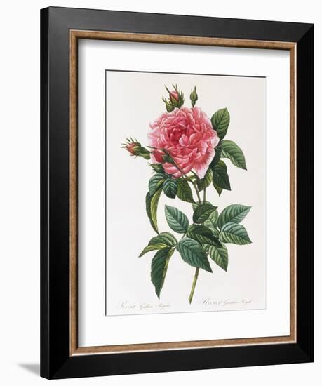 Rosa Gallica Reglais-Pierre-Joseph Redouté-Framed Giclee Print