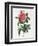 Rosa Gallica Reglais-Pierre-Joseph Redouté-Framed Giclee Print