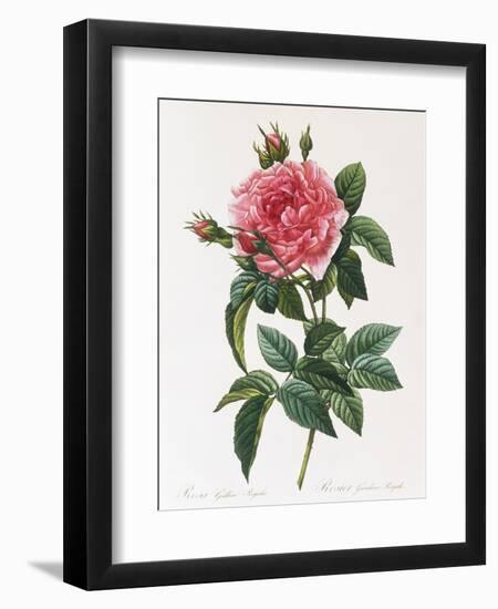 Rosa Gallica Reglais-Pierre-Joseph Redouté-Framed Giclee Print