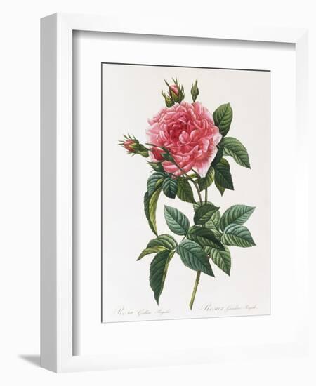 Rosa Gallica Reglais-Pierre-Joseph Redouté-Framed Giclee Print