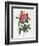 Rosa Gallica Reglais-Pierre-Joseph Redouté-Framed Giclee Print