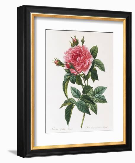 Rosa Gallica Reglais-Pierre-Joseph Redouté-Framed Giclee Print