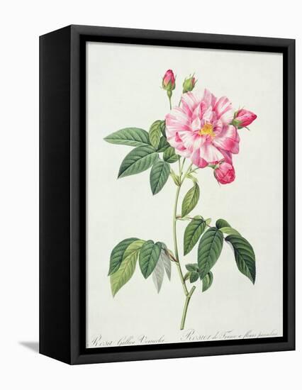 Rosa Gallica Versicolor (French Rose), Engraved by Langlois, from 'Les Roses', 1817-24-Pierre-Joseph Redouté-Framed Premier Image Canvas