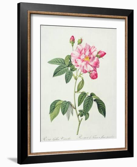 Rosa Gallica Versicolor (French Rose), Engraved by Langlois, from 'Les Roses', 1817-24-Pierre-Joseph Redouté-Framed Giclee Print