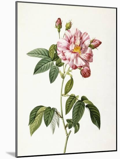 Rosa Gallica Versicolor-Pierre-Joseph Redouté-Mounted Giclee Print